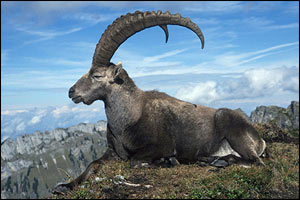 ibex